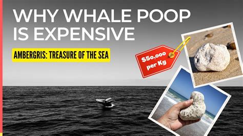 why is whale poop expensive.